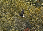 MMB 0449 havoern